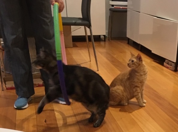 Reasons for Cat Clicker Training_Melina Grin