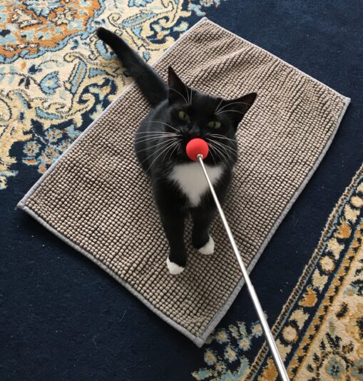 Sienna with a target stick on a mat