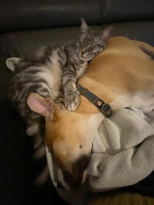 Dogs and cats can be friends
