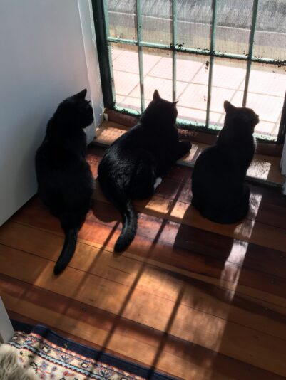 Simba, Serafina and Sienna sitting together