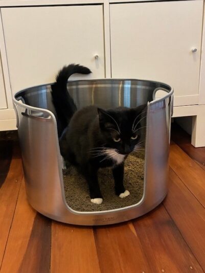 Sienna peeing inside Barely There Litter Round Stainless Steel Litter Box